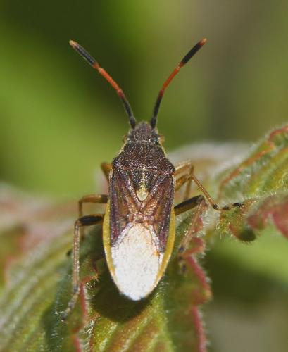Réf. 228 780 : Maccevethus sp.